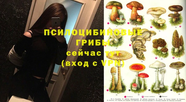 стаф Аркадак